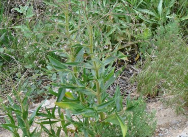 Gypsophila pilosa (Tarla Çöveni, Yağlı ot.) – Ahmet Güngör, Kırıkkale