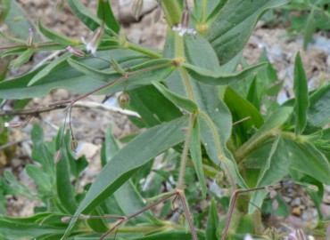 Gypsophila pilosa (Tarla Çöveni, Yağlı ot.) – Ahmet Güngör, Kırıkkale