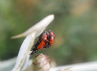 Hippodamia variegata (Goeze, 1777) – Yasin Çalışkan, Konya