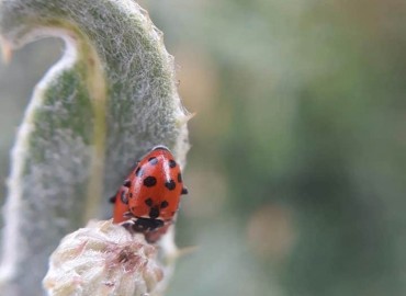 Hippodamia variegata (Goeze, 1777) – Yasin Çalışkan, Konya