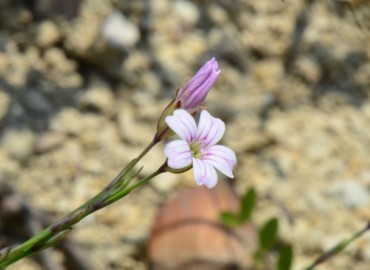 Petrorhagia saxifraga (Şimal zarçiçeği) – Ahmet Güngör, Ordu