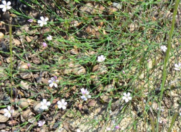 Petrorhagia saxifraga (Şimal zarçiçeği) – Ahmet Güngör, Ordu