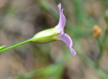 Petrorhagia saxifraga (Şimal zarçiçeği) – Ahmet Güngör, Ordu