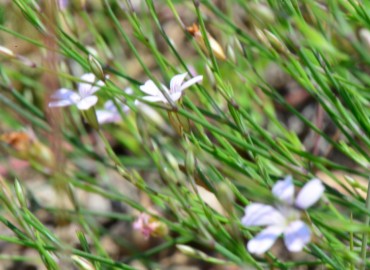 Petrorhagia saxifraga (Şimal zarçiçeği) – Ahmet Güngör, Ordu
