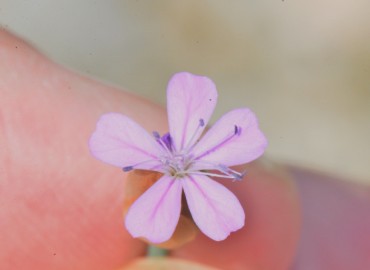 Petrorhagia prolifera (Çeri Karanfili) – Ahmet Güngör, Samsun