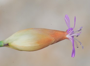 Petrorhagia prolifera (Çeri Karanfili) – Ahmet Güngör, Samsun