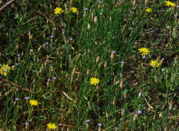 Petrorhagia prolifera (Çeri Karanfili) – Ahmet Güngör, Samsun