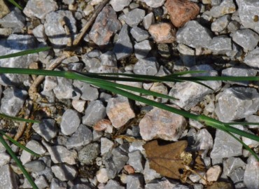 Petrorhagia prolifera (Çeri Karanfili) – Ahmet Güngör, Samsun