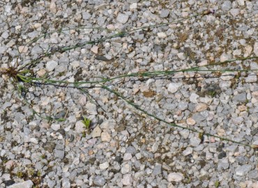 Petrorhagia prolifera (Çeri Karanfili) – Ahmet Güngör, Samsun