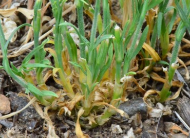 Petrorhagia dubia (Zar Karanfili) – Ahmet Güngör, İzmir
