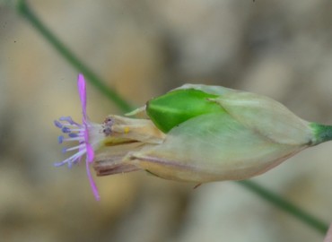 Petrorhagia dubia (Zar Karanfili) – Ahmet Güngör, İzmir