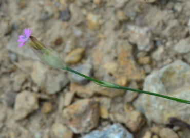 Petrorhagia dubia (Zar Karanfili) – Ahmet Güngör, İzmir