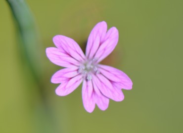 Petrorhagia dubia (Zar Karanfili) – Ahmet Güngör, İzmir