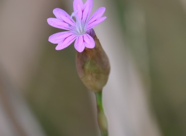 Petrorhagia dubia (Zar Karanfili) – Ahmet Güngör, İzmir
