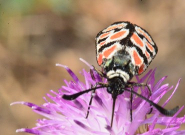 Zygaena carniolica Scopoli, 1763 – Ahmet Güngör, Samsun