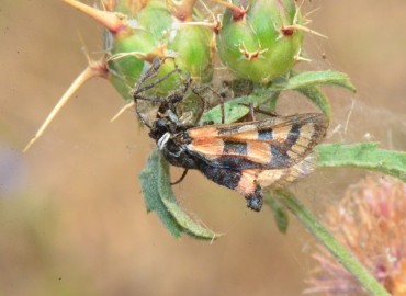 Zygaena carniolica Scopoli, 1763 – Ahmet Güngör, Samsun