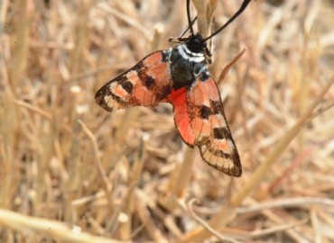 Zygaena carniolica Scopoli, 1763 – Ahmet Güngör, Samsun