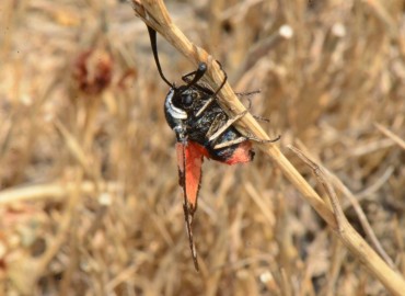 Zygaena carniolica Scopoli, 1763 – Ahmet Güngör, Samsun