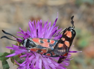 Zygaena carniolica Scopoli, 1763 – Ahmet Güngör, Samsun