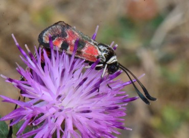 Zygaena carniolica Scopoli, 1763 – Ahmet Güngör, Samsun