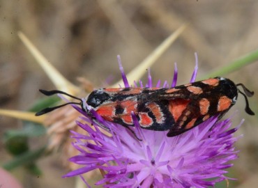 Zygaena carniolica Scopoli, 1763 – Ahmet Güngör, Samsun