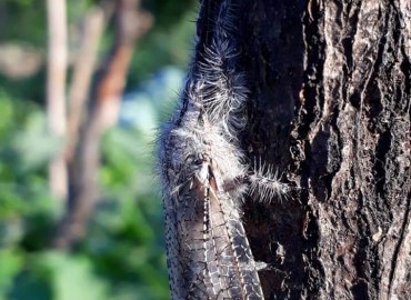 Myrmeleontidae (Karıncaaslanları) – Yasin Çalışkan, Konya