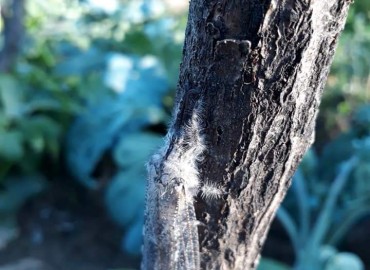 Myrmeleontidae (Karıncaaslanları) – Yasin Çalışkan, Konya