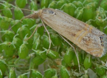 Euchromius ocelleus Haworth, [1811] – Ahmet Güngör, Samsun