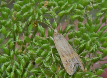 Euchromius ocelleus Haworth, [1811] – Ahmet Güngör, Samsun