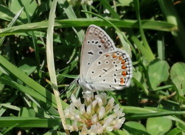 Polyommatus icarus (Çokgözlü Mavi) – Tolga Coşkun, İstanbul