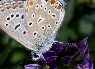 Polyommatus icarus (Çokgözlü Mavi) – Yasin Çalışkan, Konya