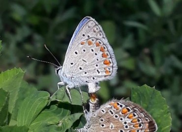 Polyommatus icarus (Çokgözlü Mavi) – Yasin Çalışkan, Konya