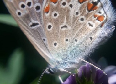 Polyommatus icarus (Çokgözlü Mavi) – Yasin Çalışkan, Konya