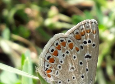 Polyommatus icarus (Çokgözlü Mavi) – Yasin Çalışkan, Konya