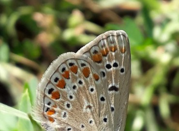 Polyommatus icarus (Çokgözlü Mavi) – Yasin Çalışkan, Konya