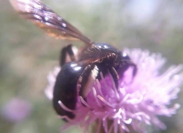 Scoliidae – Yasin Çalışkan, Konya