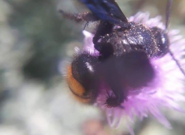Scoliidae – Yasin Çalışkan, Konya