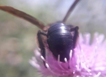 Scoliidae – Yasin Çalışkan, Konya