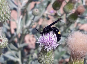 Scoliidae – Yasin Çalışkan, Konya