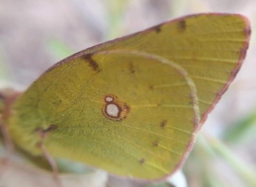 Colias crocea (Geoffroy, 1785) (Sarı Azamet) – Yasin Çalışkan, Konya