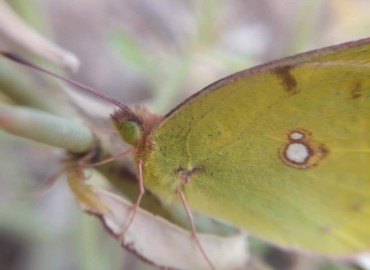 Colias crocea (Geoffroy, 1785) (Sarı Azamet) – Yasin Çalışkan, Konya
