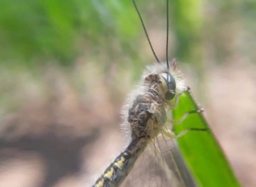 Ascalaphidae (Baykuş Sinekleri) – Yasin Çalışkan, Konya