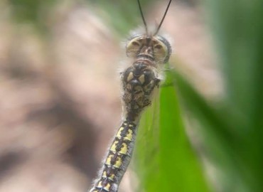 Ascalaphidae (Baykuş Sinekleri) – Yasin Çalışkan, Konya