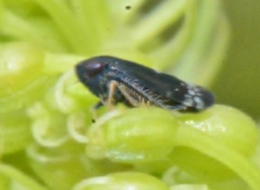 Neoaliturus fenestratus (Herrich-Schaffer, 1834)