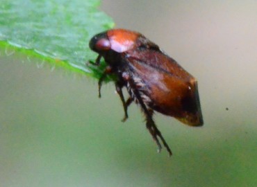 Penthimia nigra -> Penthimia atra