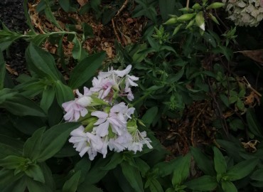 Saponaria officinalis (Sabun Otu) – Tolga Coşkun, İstanbul