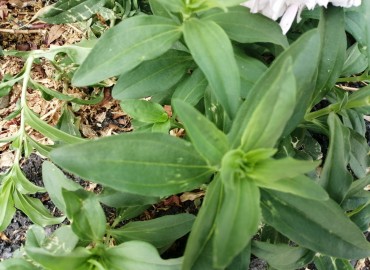 Saponaria officinalis (Sabun Otu) – Tolga Coşkun, İstanbul