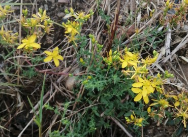 Hypericum perforatum (Sarı Kantaron / Binbirdelik Otu) – Tolga Coşkun, İstanbul