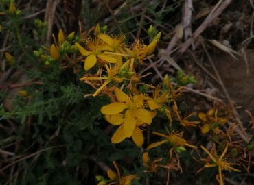 Hypericum perforatum (Sarı Kantaron / Binbirdelik Otu) – Tolga Coşkun, İstanbul