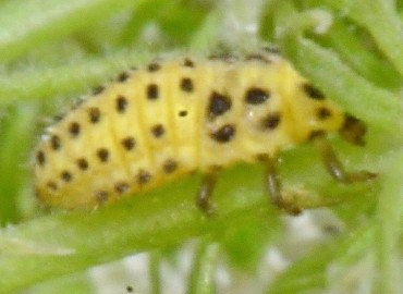 Psyllobora vigintiduopunctata (22 Noktalı uğur böceği) – Ahmet Güngör, Samsun